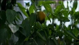 Mitti Ek Nayi Pehchaan - Season 01 Episode 06